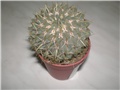 Parodia buiningii